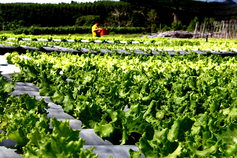 Foto da plantação
