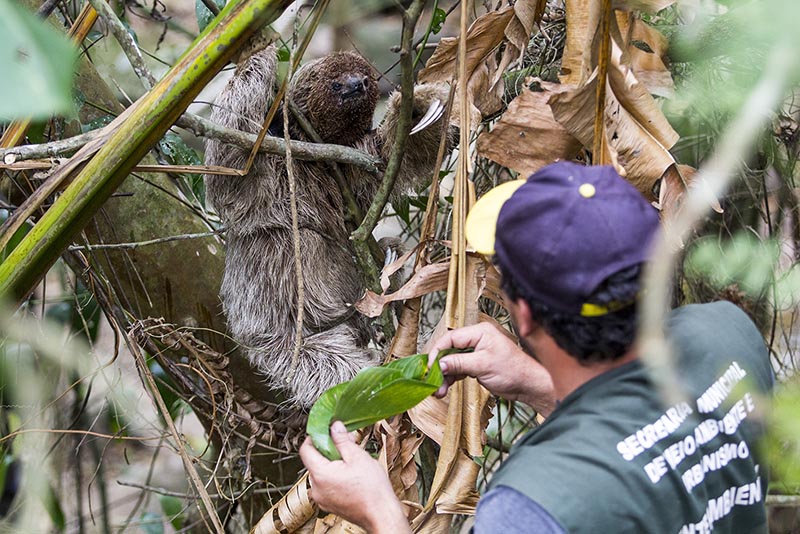 homem alimentando preguiça pendurada em bananeira.