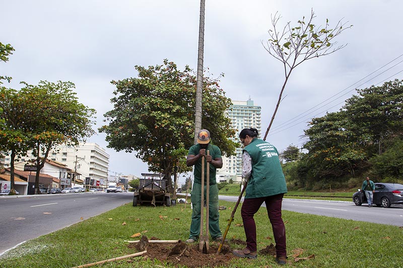 Foto de dois homens plantando muda