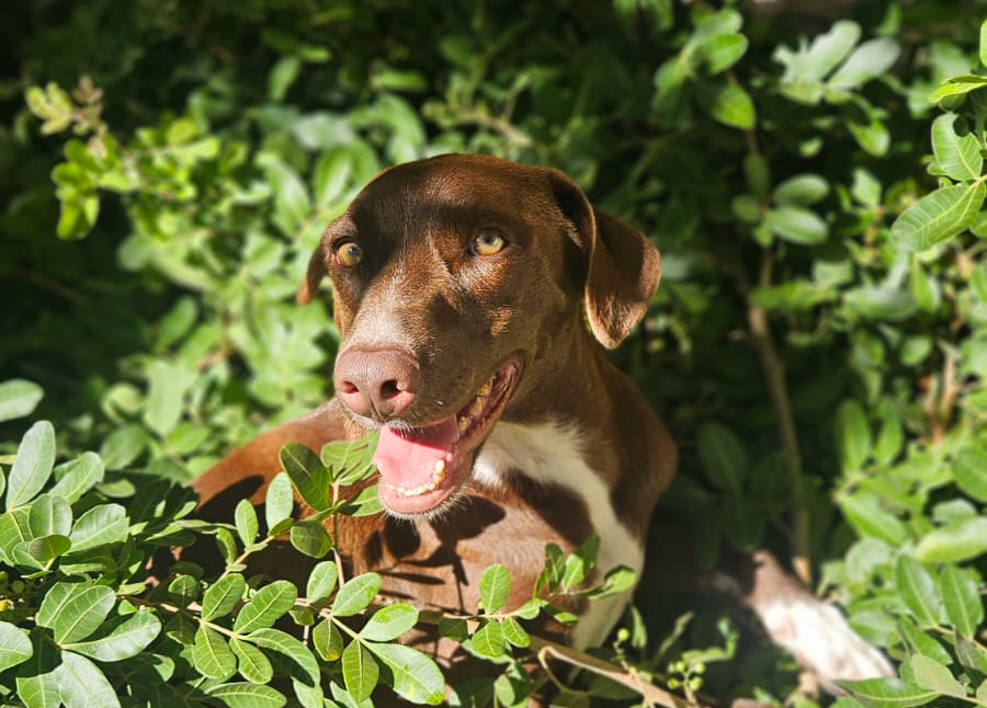 Proteção Animal amplia atendimento e fortalece ações de cuidado e bem-estar em Macaé com fortalecimento de canais de atendimento