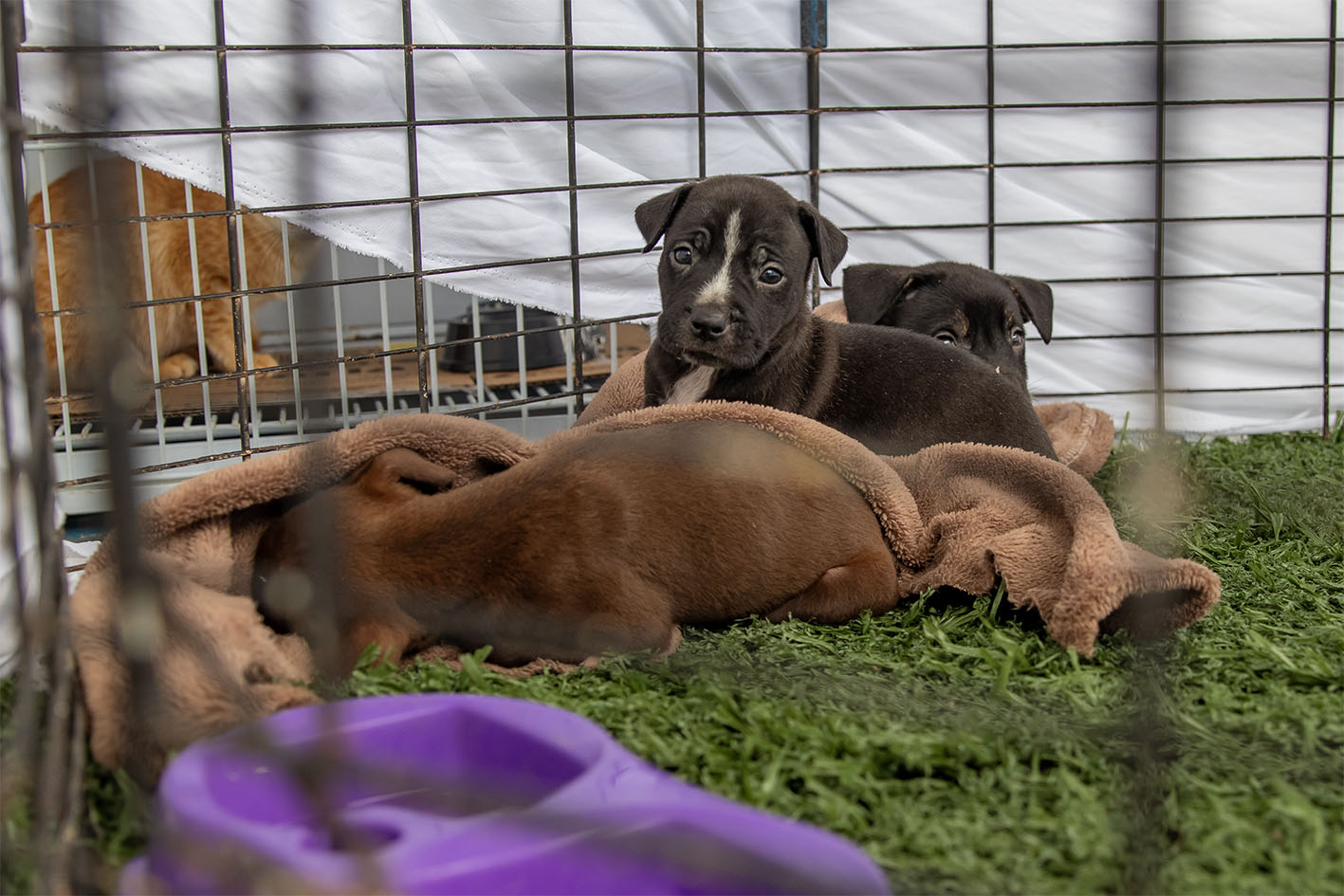 Feira de Adoção Responsável oferece oportunidade de novos lares para animais neste sábado Feira de Adoção Responsável oferece oportunidade de novos lares para animais neste sábado