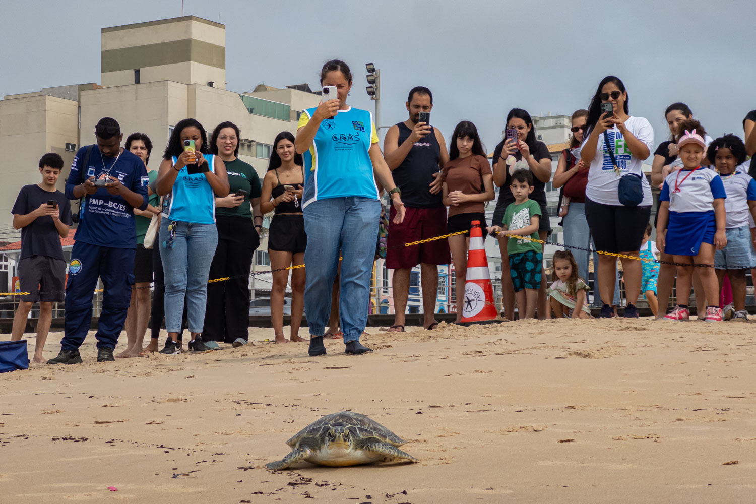 Tartaruga-verde é devolvida ao mar na Praia dos Cavaleiros após dois meses de reabilitação Tartaruga-verde é devolvida ao mar na Praia dos Cavaleiros após dois meses de reabilitação
