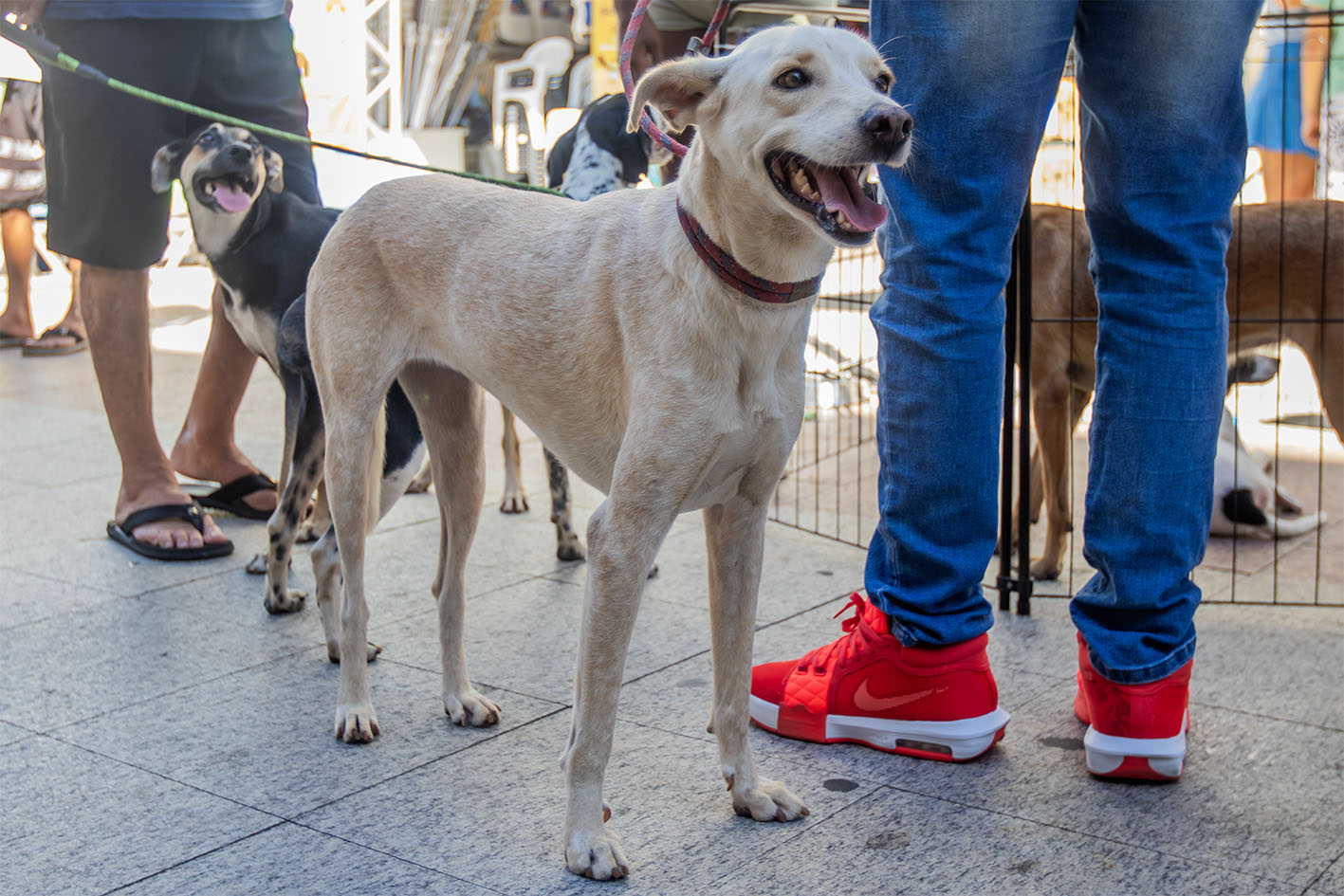 Feira de Adoção de Animais será realizada neste sábado