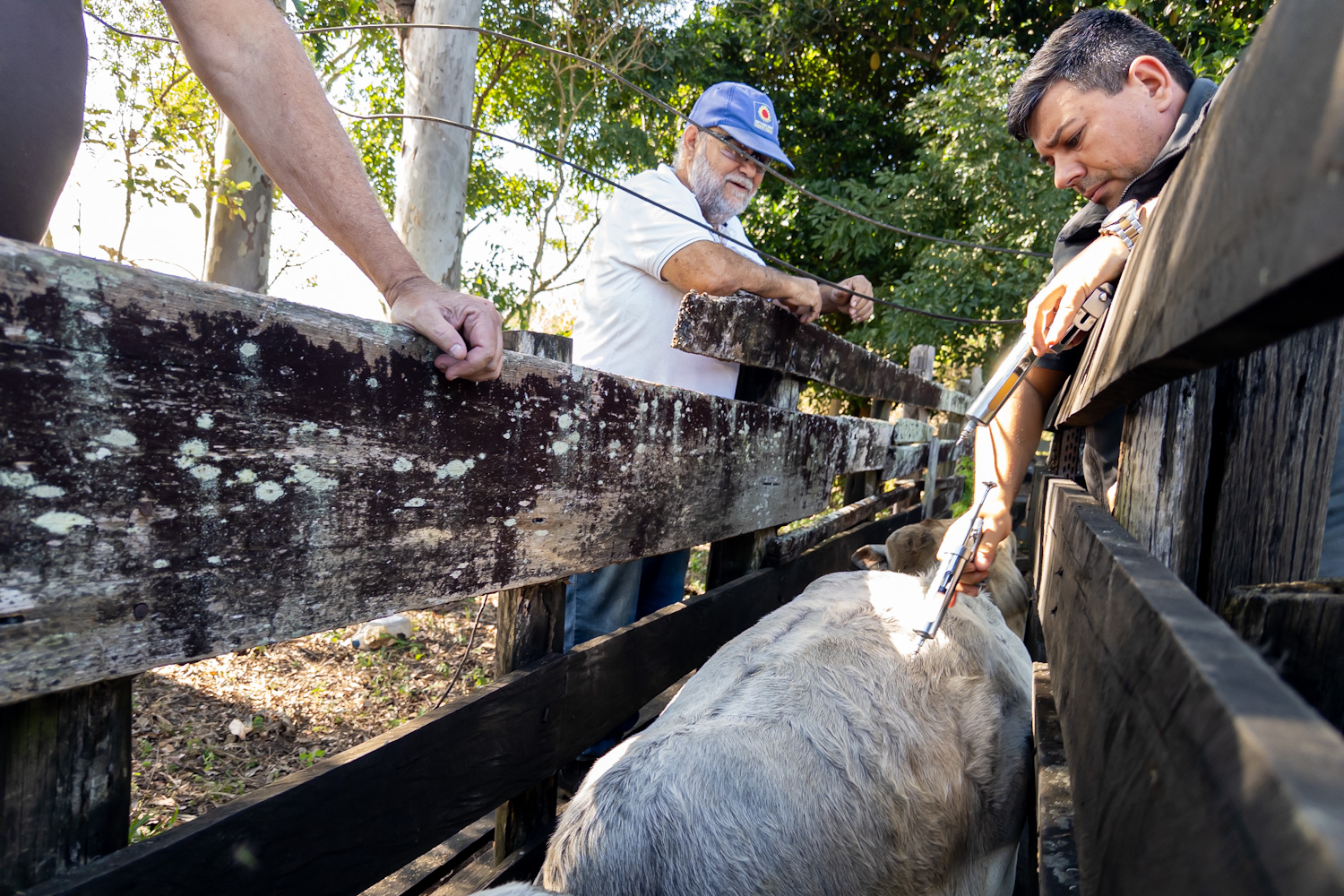 Brucelose: prazo para atualização do cadastro de propriedade do rebanho vai até 30 de novembro
