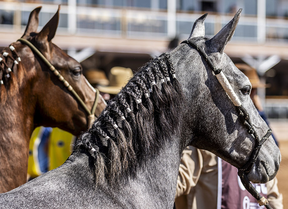 Programação da Expo Mangalarga Marchador 2026
