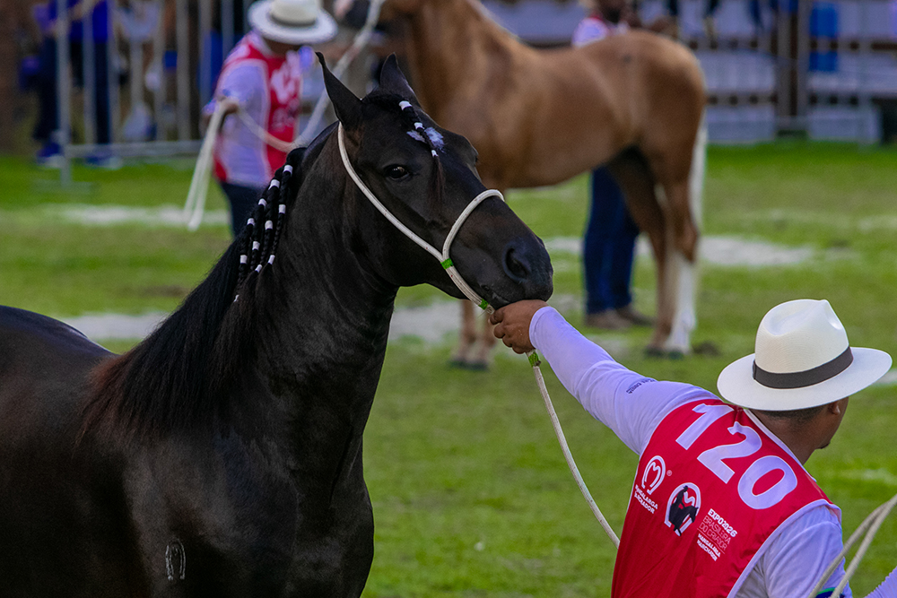 Expo Mangalarga Marchador segue até sábado