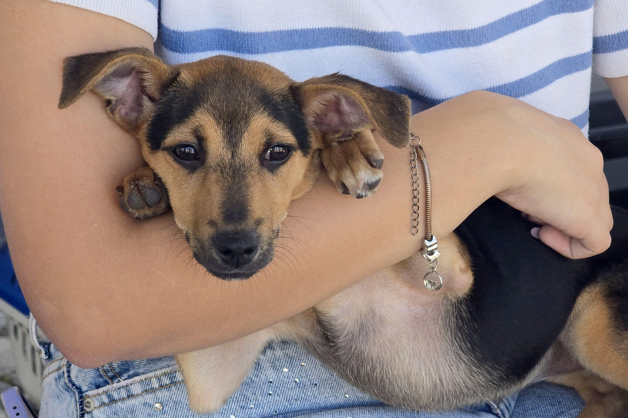 Feirinha de Adoção acontece nesta quinta-feira, no Centro